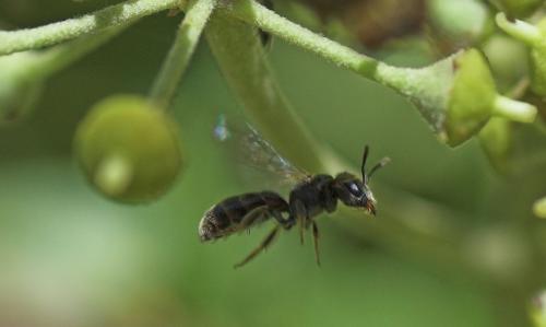 Lasioglossum sp.